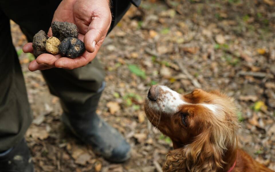 Truffle hunting in Umbria